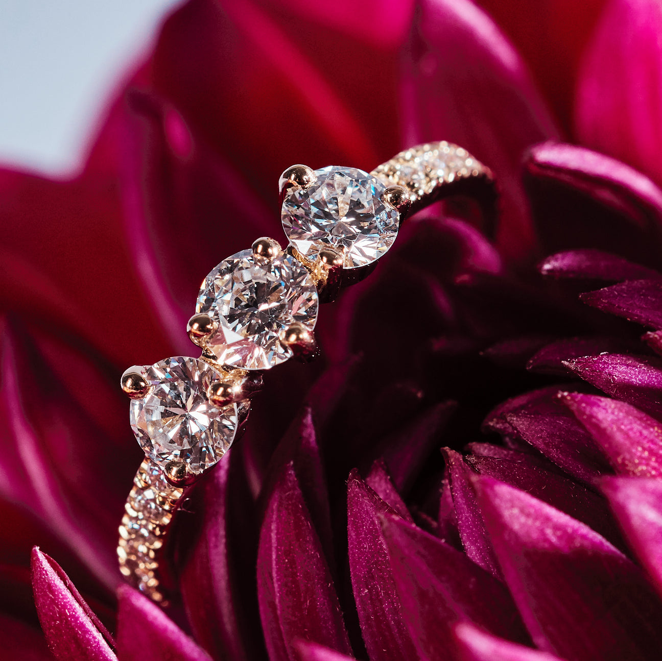 Les absolu.e.s encore plus solitaire ring - Les absolu.e.s encore plus solitaire ring -  The Future Rocks -    2