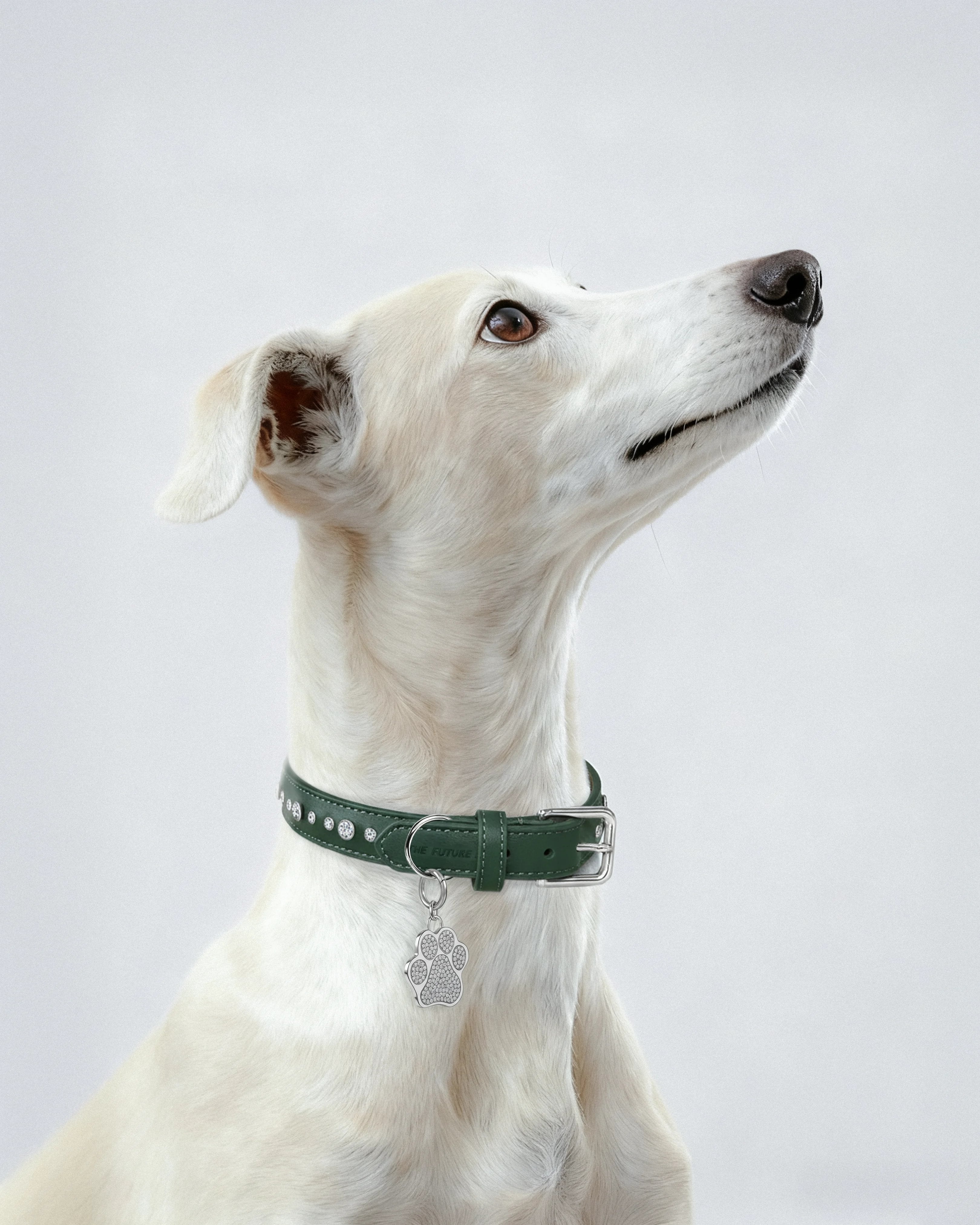  Green pet collar with 1 charm bundle - Green pet collar with 1 charm bundle -  The Future Rocks -    2 